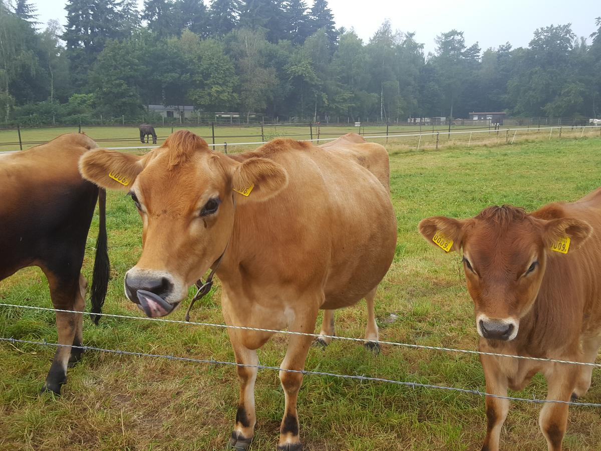 Bed & Breakfast De Priesnitzhoeve